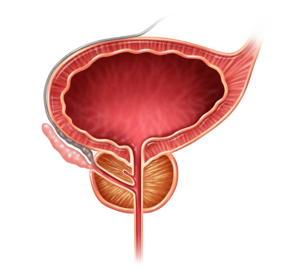 Prostata a močový měchýř - anatomický model