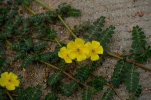 Bylinky na zvýšenie libida u mužov: Tribulus terrestris