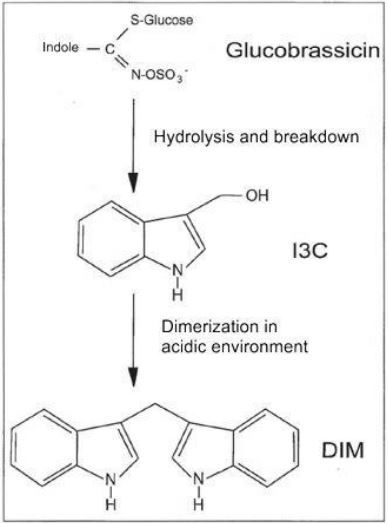 Katabolismus glukobrassicinu na I3C a DIM